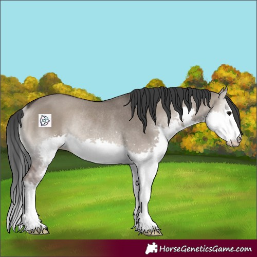 Horse Color:Grullo Onyx Splash Rabicano 