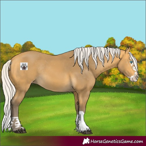Horse Color:Silver Buckskin Splash Appaloosa Rabicano