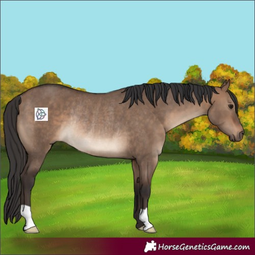 Horse Color:Brown Dun Rabicano