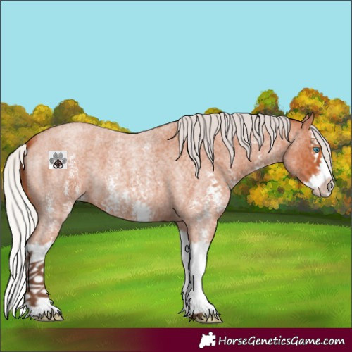 Horse Color:Silver Bay Roan Sabino Splash