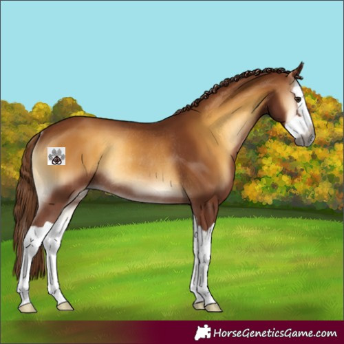 Horse Color:Gray Red Onyx Splash Rabicano