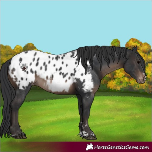 Horse Color:Brown Appaloosa 