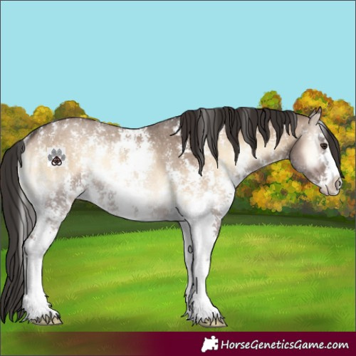 Horse Color:Liver Red Dun Onyx Sabino Rabicano 