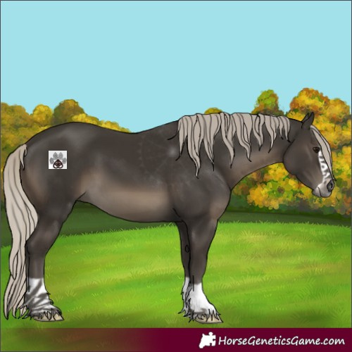 Horse Color:Gray Silver Smoky Black Splash 
