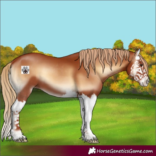 Horse Color:Red Onyx Splash