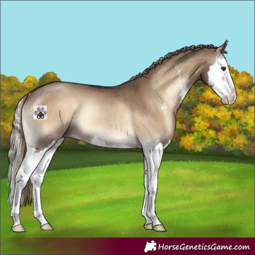 Horse Color:Liver Red Dun Onyx Sabino Splash Rabicano 