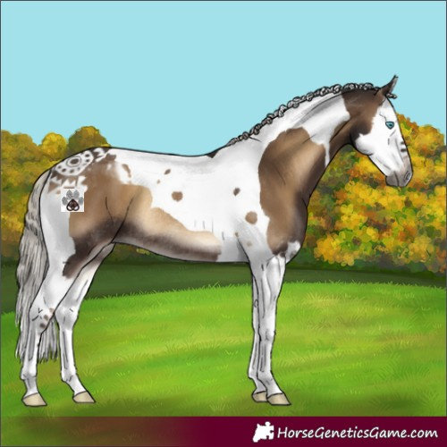 Horse Color:Gray Silver Blue Onyx Splash Tobiano Rabicano 