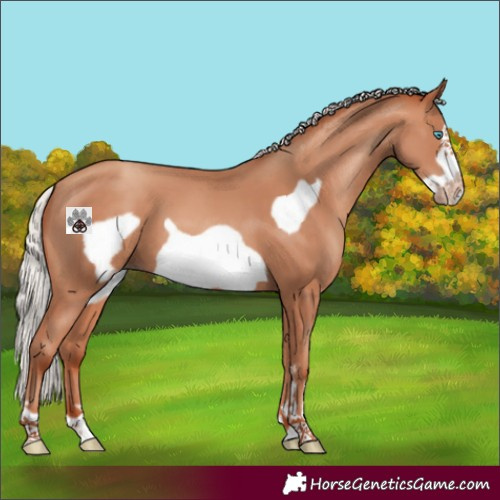 Horse Color:Silver Amber Champagne Frame 