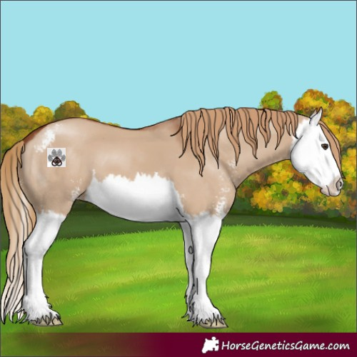 Horse Color:Red Dun Sabino Splash 
