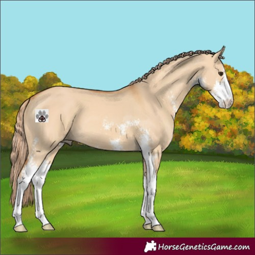 Horse Color:Red Dun Sabino