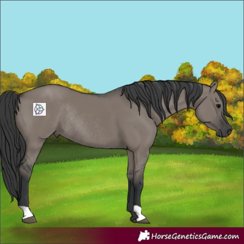 Horse Color:Grullo Rabicano
