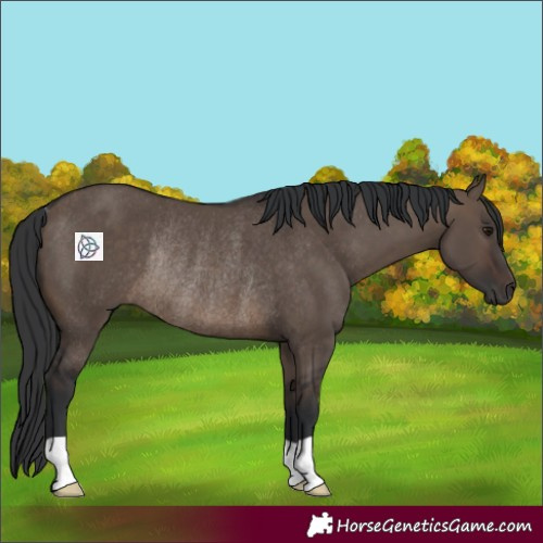 Horse Color:Brown Dun Rabicano 