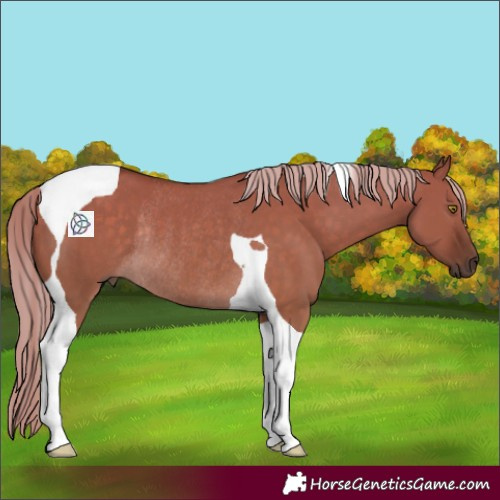 Horse Color:Chocolate Palomino Dun Tobiano Rabicano