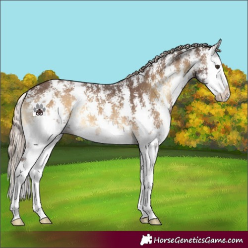 Horse Color:Chocolate Palomino Onyx Sabino Splash 