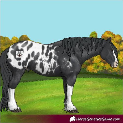 Horse Color:Black Splash Tobiano Appaloosa Rabicano