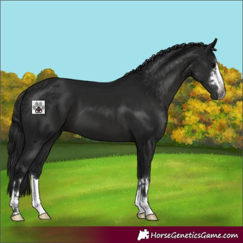 Horse Color:Gray Black