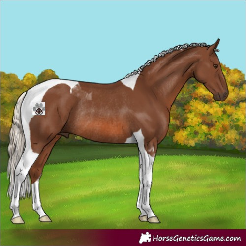 Horse Color:Chestnut Tobiano Rabicano