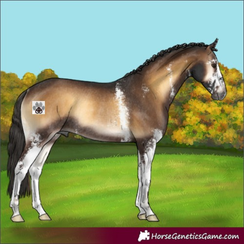 Horse Color:Gray Liver Red Onyx Sabino Rabicano