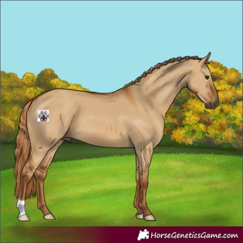 Horse Color:Gray Red Dun