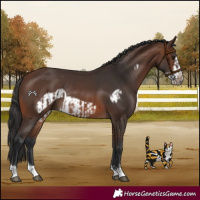 Horse Color:Brown Rabicano and Brown Frame Rabicano