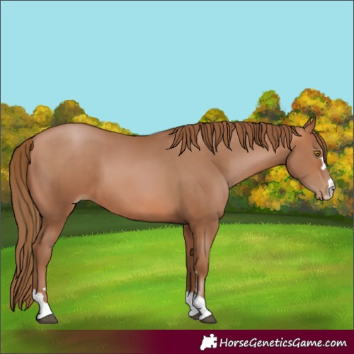 Horse Color:Bay Pearl