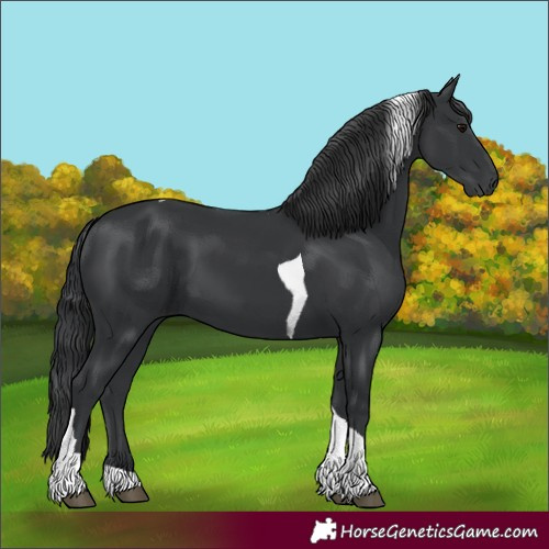 Horse Color:Black Tobiano