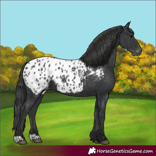 Horse Color:Black Appaloosa Rabicano