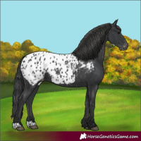 Horse Color:Black Blanket Rabicano