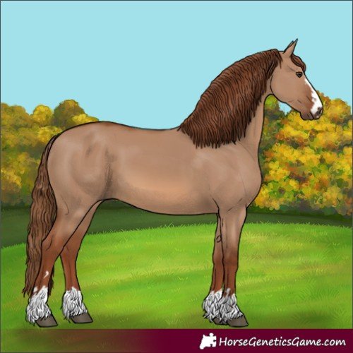 Horse Color:Red Dun 