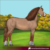Horse Color:Red Dun