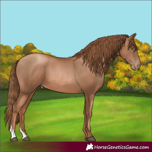 Horse Color:Liver Chestnut Pearl 