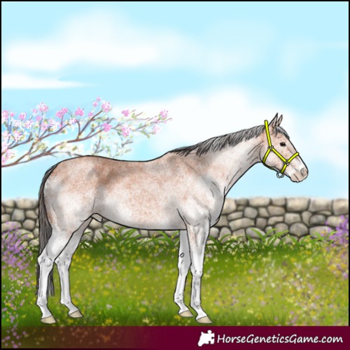 Horse Color:White Spotted Bay Roan