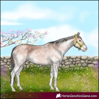 Horse Color:White Spotted Bay Roan