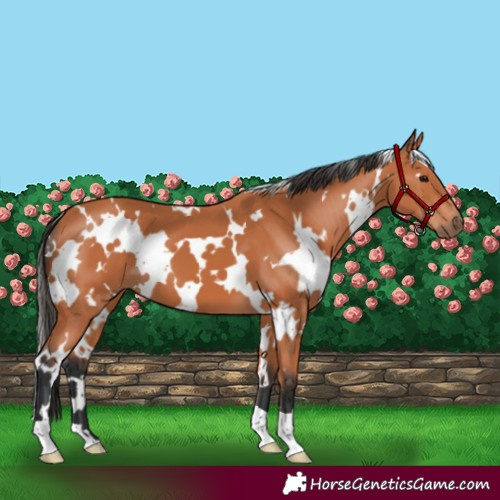 Horse Color:White Spotted Bay