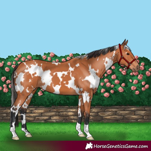 Horse Color:White Spotted Bay 