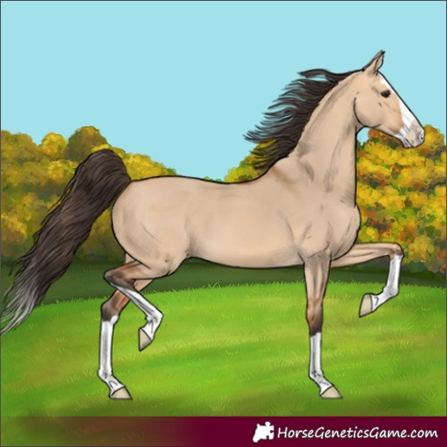 Horse Color:Bay Dun Splash