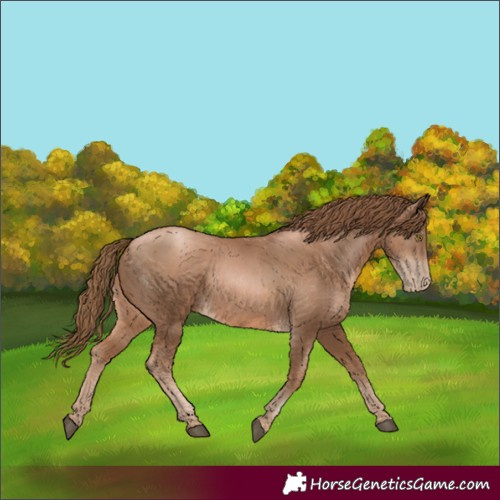 Horse Color:Liver Chestnut Pearl