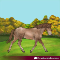 Horse Color:Liver Chestnut Pearl