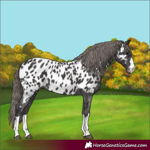 Horse Color:Smoky Black Appaloosa 