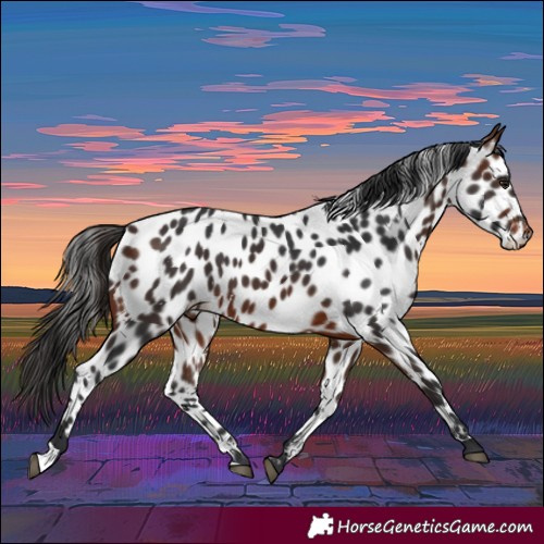 Horse Color:White Spotted Brown Appaloosa 