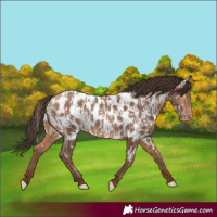 Horse Color:Amber Champagne Appaloosa  and Amber Champagne Appaloosa 