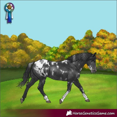 Horse Color:White Spotted Black Tobiano Appaloosa Rabicano