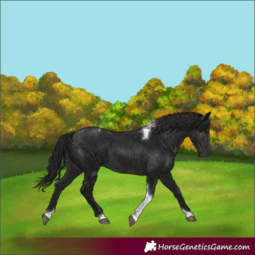 Horse Color:Gray Smoky Black Tobiano Rabicano