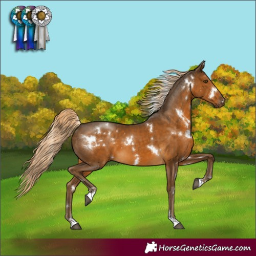 Horse Color:White Spotted Chocolate Palomino