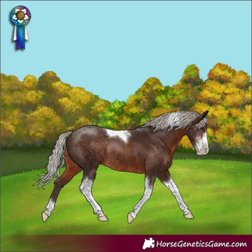 Horse Color:Silver Brown Sabino Tobiano Rabicano
