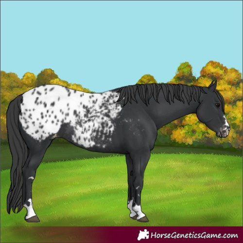 Horse Color:Black Appaloosa Rabicano