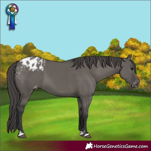 Horse Color:Grullo Appaloosa