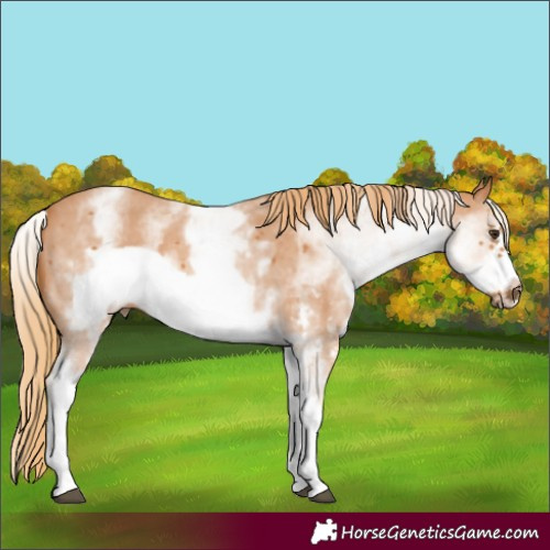 Horse Color:White Spotted Chestnut Sabino Frame