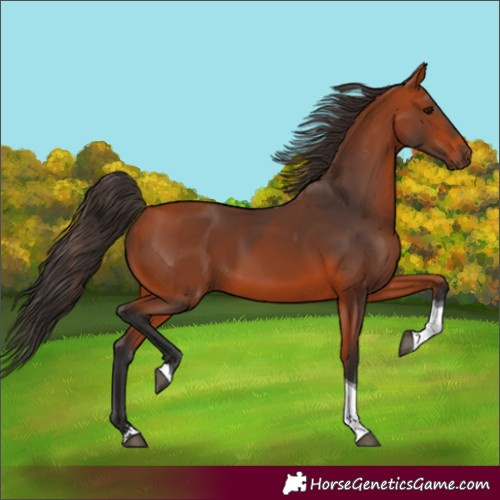 Horse Color:Bay Tobiano 