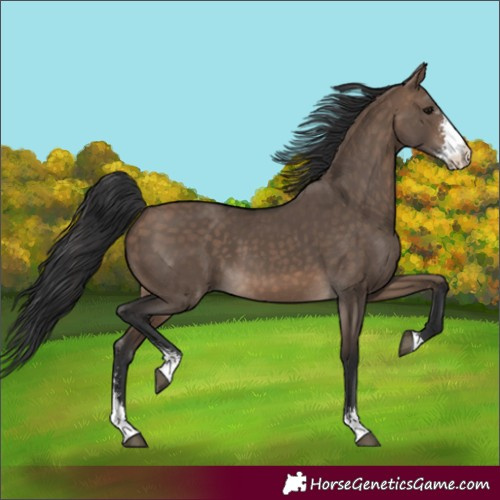Horse Color:Bay Dun Sabino